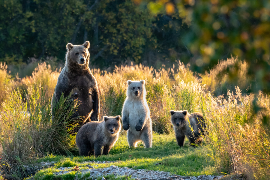 Best Time to Visit Katmai National Park