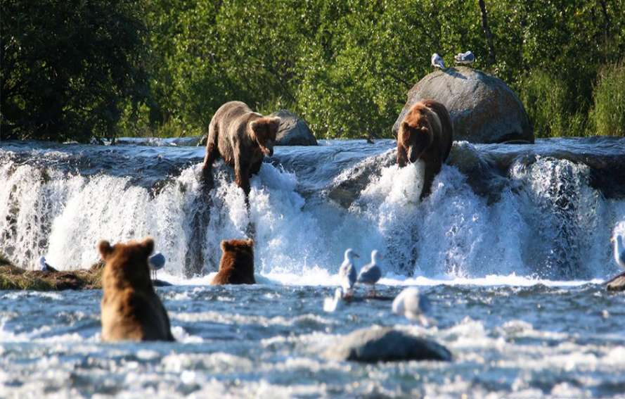 Best Time to Visit Katmai National Park